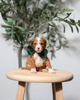 Denver , a male Goldendoodle and Poodle - Miniature  for sale in Clarksville, TN – Photo 2 of 2