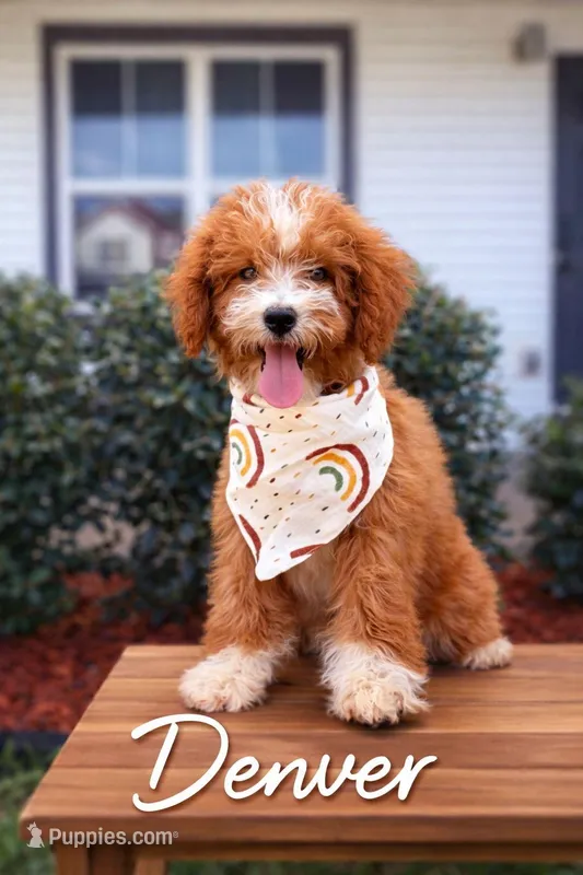 Denver  – Goldendoodle, Poodle - Miniature  puppy for sale in Clarksville, TN