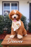 Denver , a male Goldendoodle and Poodle - Miniature  for sale in Clarksville, TN – Photo 1 of 2
