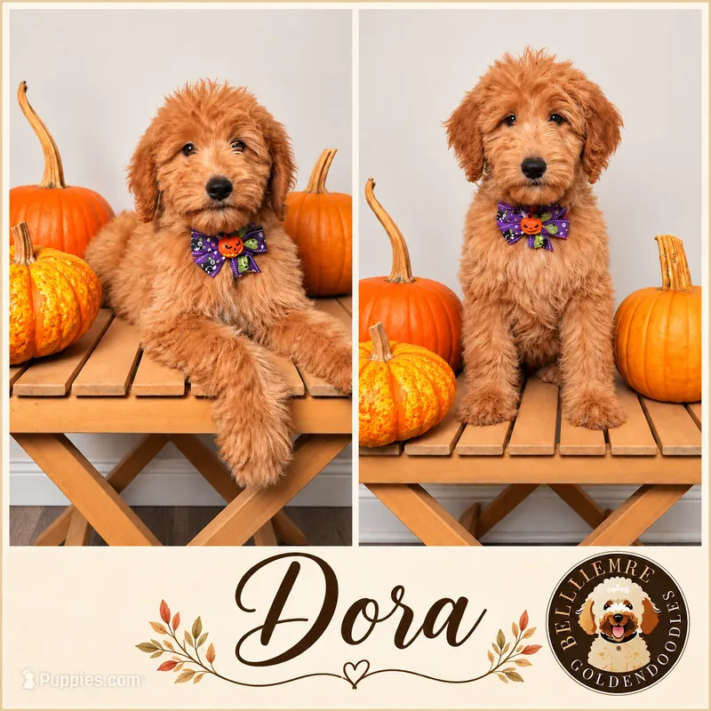 Dora – Goldendoodle, Poodle - Miniature  puppy for sale in Clarksville, TN