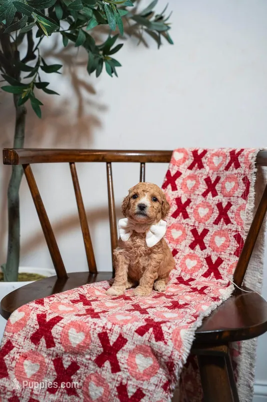 Santorini  – Goldendoodle, Poodle - Miniature  puppy for sale in Clarksville, TN
