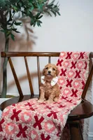Santorini , a male Goldendoodle and Poodle - Miniature  for sale in Clarksville, TN – Photo 1 of 2