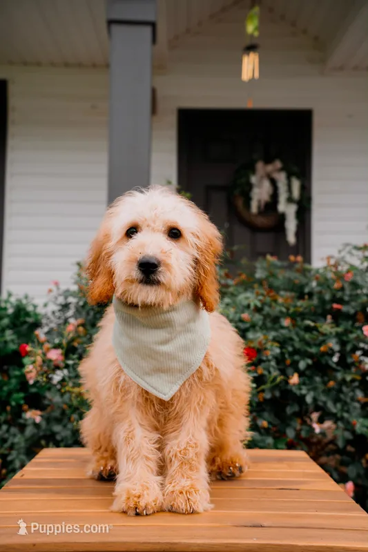 Santorini  – Goldendoodle, Poodle - Miniature  puppy for sale in Clarksville, TN