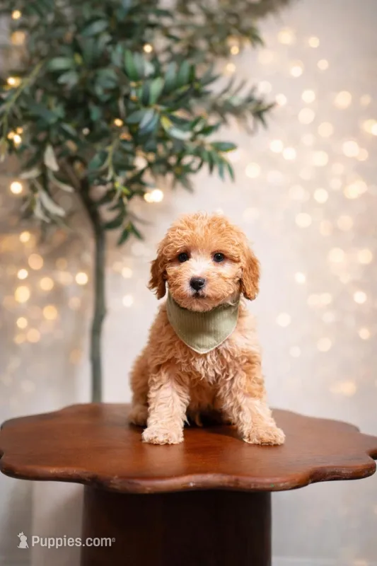 Santorini  – Goldendoodle, Poodle - Miniature  puppy for sale in Clarksville, TN