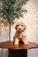 Santorini , a male Goldendoodle and Poodle - Miniature  for sale in Clarksville, TN – Photo 2 of 2