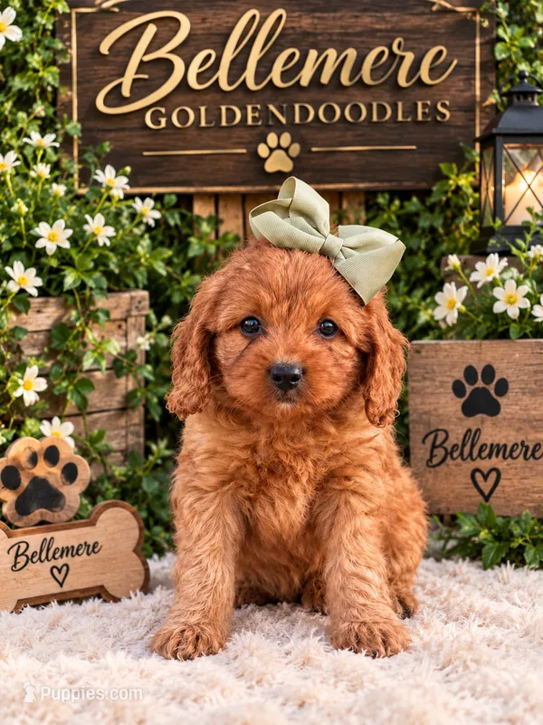 Rapunzel – Goldendoodle, Poodle - Toy  puppy for sale in Clarksville, TN