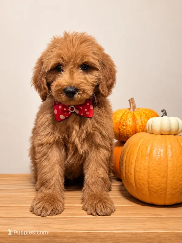 Rubble – Goldendoodle, Poodle - Miniature  puppy for sale in Clarksville, TN