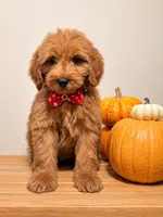 Rubble, a male Goldendoodle and Poodle - Miniature  for sale in Clarksville, TN – 1 of 1