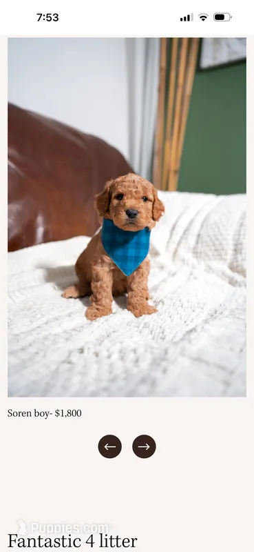 Soren – Goldendoodle, Poodle - Toy  puppy for sale in Clarksville, TN