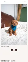 Soren, a male Goldendoodle and Poodle - Toy  for sale in Clarksville, TN – 1 of 1