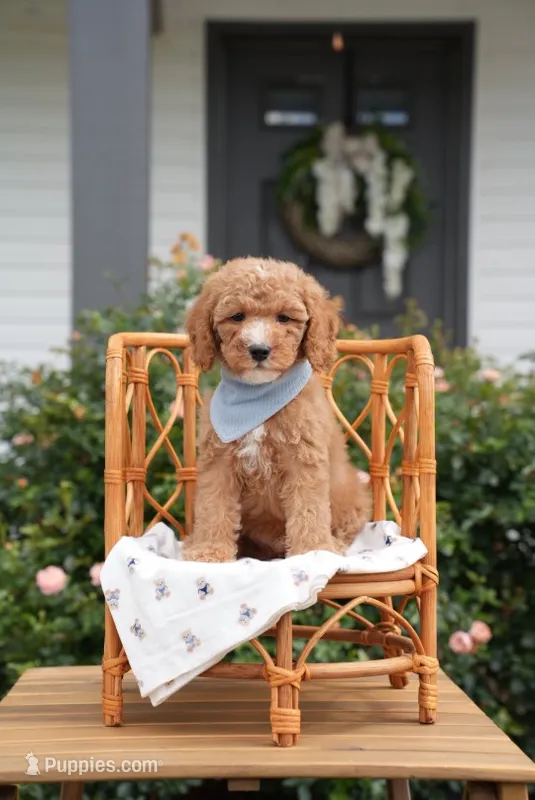 Davos – Poodle - Miniature , Miniature Goldendoodle puppy for sale in Clarksville, TN