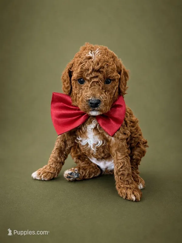 Tigger – Goldendoodle, Poodle - Toy  puppy for sale in Clarksville, TN
