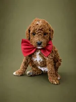 Tigger, a male Goldendoodle and Poodle - Toy  for sale in Clarksville, TN – 1 of 1