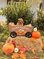 Rapunzel, a female Goldendoodle and Poodle - Toy  for sale in Clarksville, TN – 1 of 1