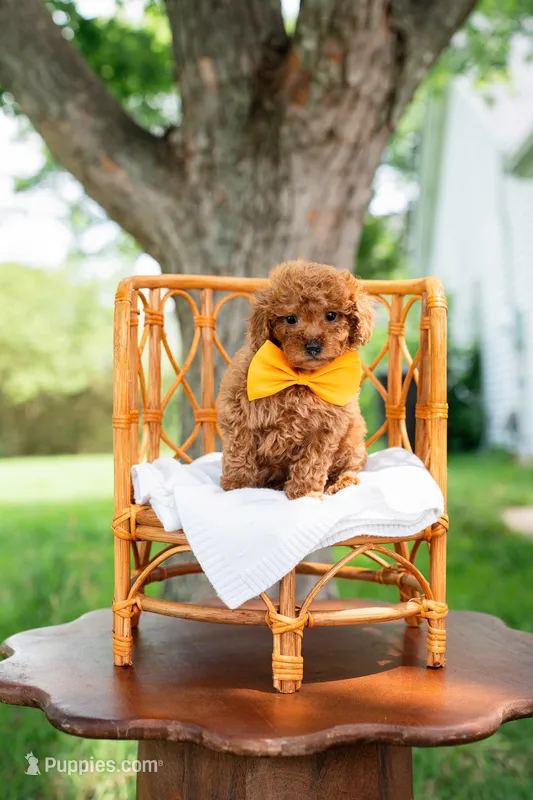 Justin – Goldendoodle, Poodle - Miniature  puppy for sale in Clarksville, TN