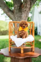 Justin, a male Goldendoodle and Poodle - Miniature  for sale in Clarksville, TN – 1 of 1