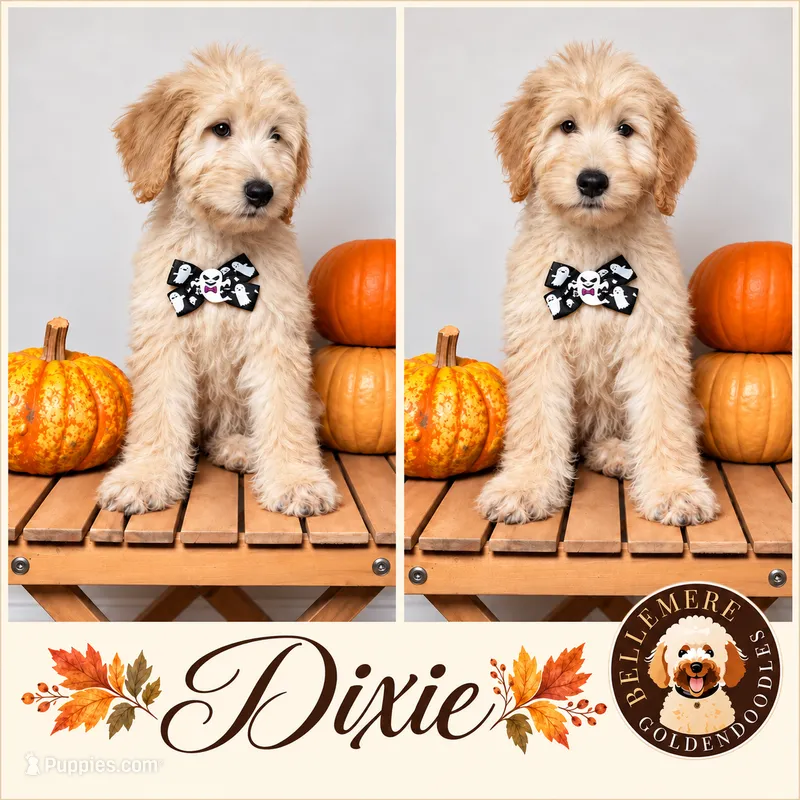 Dixie – Goldendoodle, Poodle - Miniature  puppy for sale in Clarksville, TN