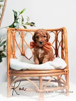 Koa, a male Miniature Goldendoodle for sale in Clarksville, TN – Photo 3 of 3