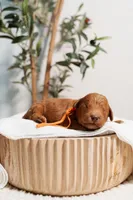 Koa, a male Miniature Goldendoodle for sale in Clarksville, TN – Photo 2 of 3