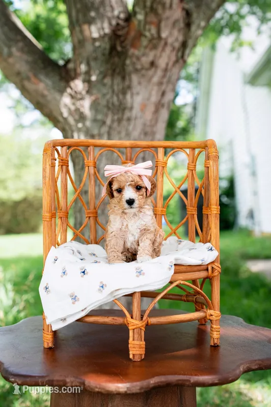 Sue – Goldendoodle, Poodle - Miniature  puppy for sale in Clarksville, TN