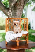 Sue, a female Goldendoodle and Poodle - Miniature  for sale in Clarksville, TN – 1 of 1