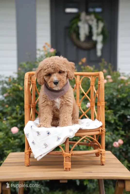 Tyrion – Poodle - Miniature , Miniature Goldendoodle puppy for sale in Clarksville, TN