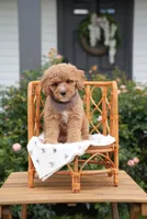 Tyrion, a male Poodle - Miniature  and Miniature Goldendoodle for sale in Clarksville, TN – 2 of 3