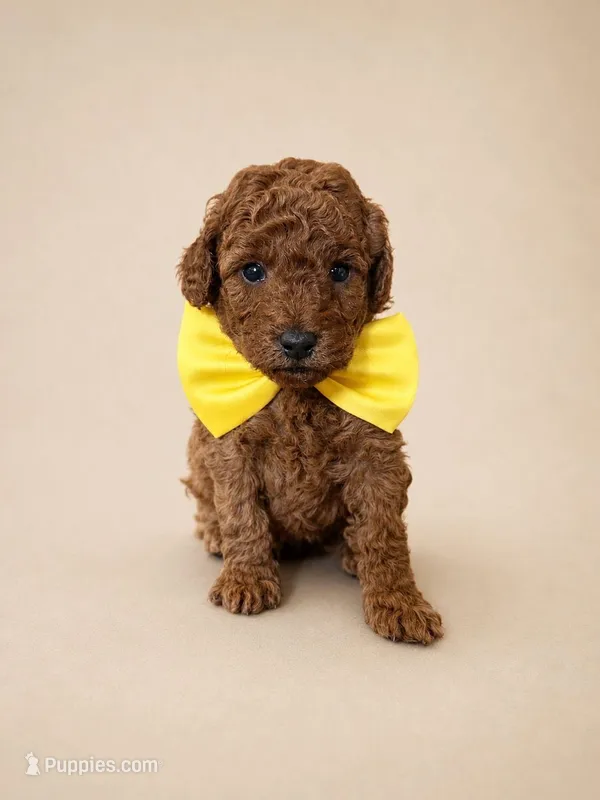 Piglet – Goldendoodle, Poodle - Toy  puppy for sale in Clarksville, TN