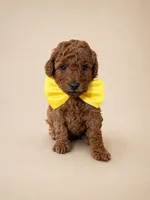 Piglet, a male Goldendoodle and Poodle - Toy  for sale in Clarksville, TN – 1 of 1