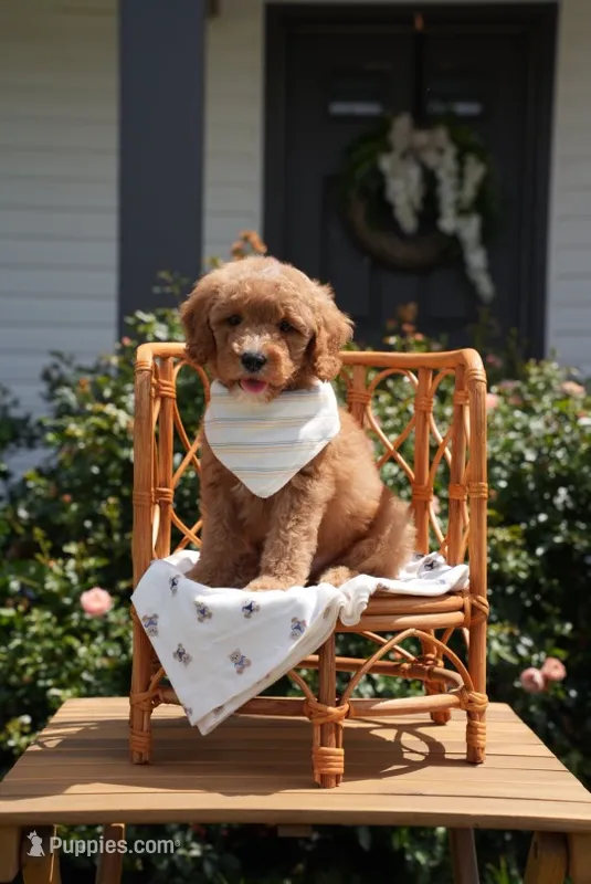 Rhaegar  – Poodle - Miniature , Miniature Goldendoodle puppy for sale in Clarksville, TN