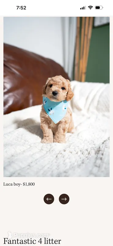 Luca – Goldendoodle, Poodle - Toy  puppy for sale in Clarksville, TN