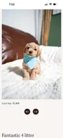 Luca, a male Goldendoodle and Poodle - Toy  for sale in Clarksville, TN – 1 of 1
