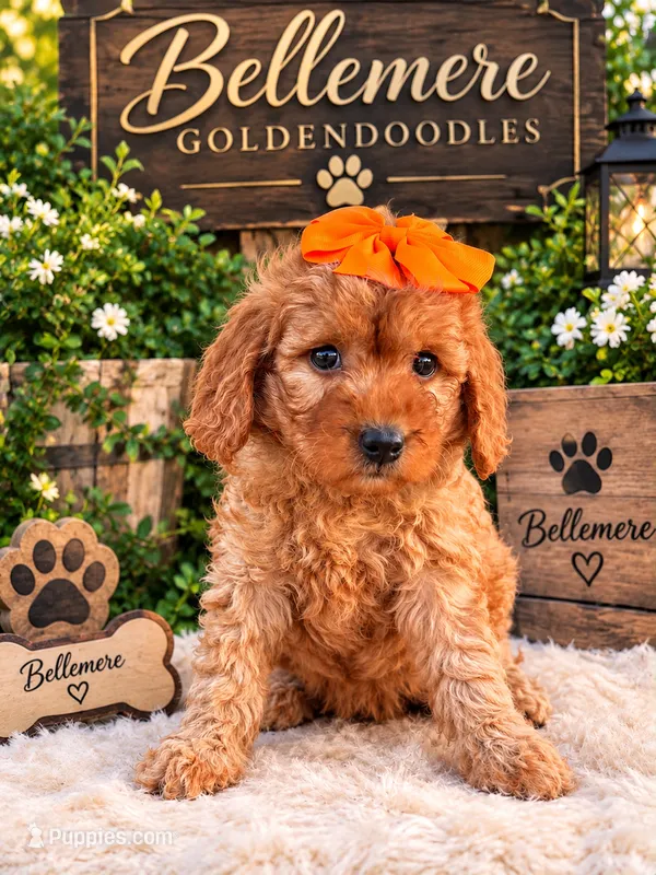 Mulan – Goldendoodle, Poodle - Toy  puppy for sale in Clarksville, TN