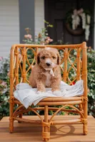 Jorah, a male Poodle - Miniature  and Miniature Goldendoodle for sale in Clarksville, TN – 1 of 1