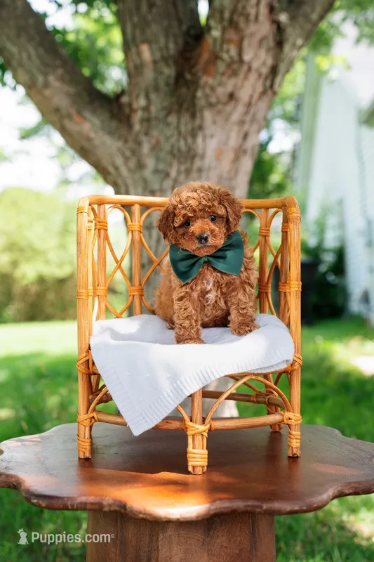Mike – Goldendoodle, Poodle - Miniature  puppy for sale in Clarksville, TN