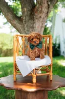Mike, a male Goldendoodle and Poodle - Miniature  for sale in Clarksville, TN – 1 of 1