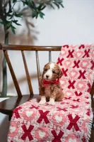 Bora, a female Goldendoodle and Poodle - Miniature  for sale in Clarksville, TN – Photo 1 of 2