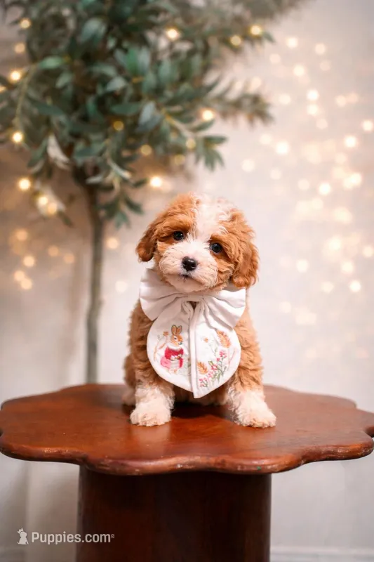 Bora – Goldendoodle, Poodle - Miniature  puppy for sale in Clarksville, TN