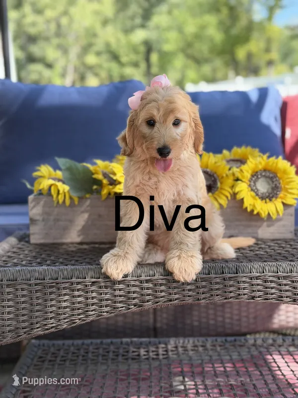 Diva – Goldendoodle, Poodle - Miniature  puppy for sale in Clarksville, TN