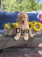 Diva, a female Goldendoodle and Poodle - Miniature  for sale in Clarksville, TN – 1 of 1
