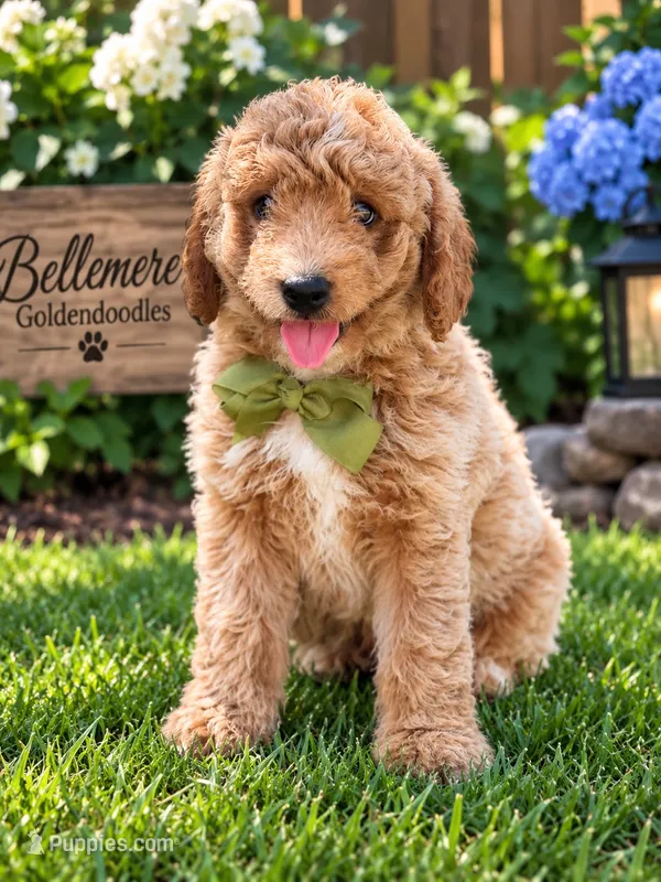 Timon – Goldendoodle, Poodle - Toy  puppy for sale in Clarksville, TN