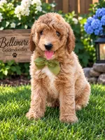Timon, a male Goldendoodle and Poodle - Toy  for sale in Clarksville, TN – 1 of 1