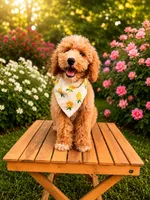 Jorah, a male Poodle - Miniature  and Miniature Goldendoodle for sale in Clarksville, TN – 1 of 3