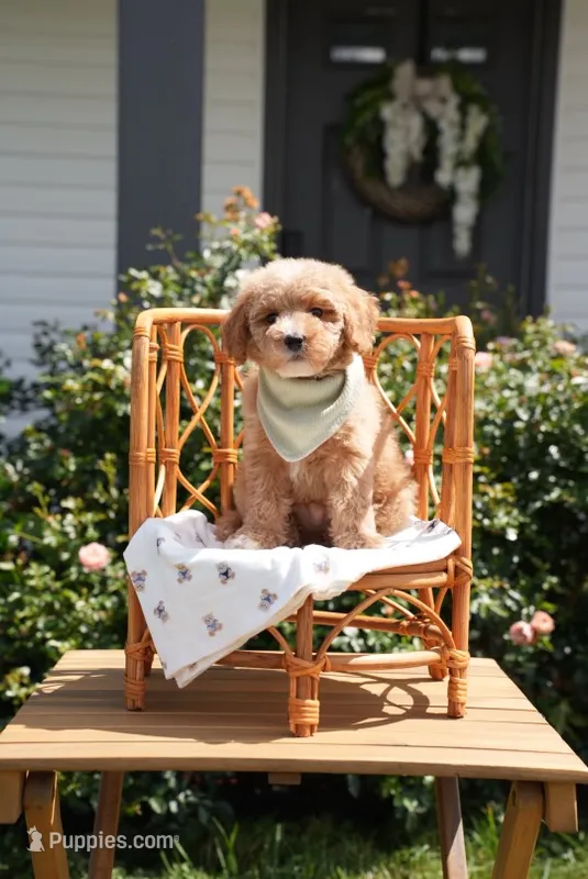 Drogo – Poodle - Miniature , Miniature Goldendoodle puppy for sale in Clarksville, TN