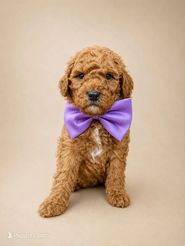 Eeyore – Goldendoodle, Poodle - Toy  puppy for sale in Clarksville, TN