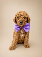 Eeyore, a male Goldendoodle and Poodle - Toy  for sale in Clarksville, TN – 1 of 1