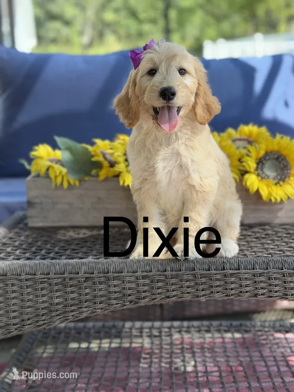 Dixie – Goldendoodle, Poodle - Miniature  puppy for sale in Clarksville, TN