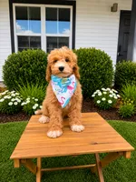 Drogo, a male Poodle - Miniature  and Miniature Goldendoodle for sale in Clarksville, TN – 1 of 3