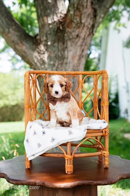 Reed – Goldendoodle, Poodle - Miniature  puppy for sale in Clarksville, TN