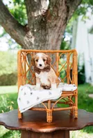 Reed, a male Goldendoodle and Poodle - Miniature  for sale in Clarksville, TN – 1 of 1